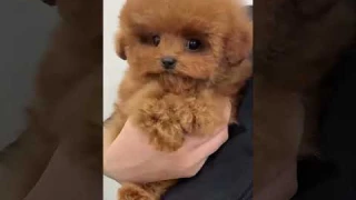 My Realistic Robot Puppy