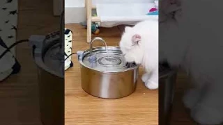Stainless Steel Cat Water Fountain "Review & Unboxing"