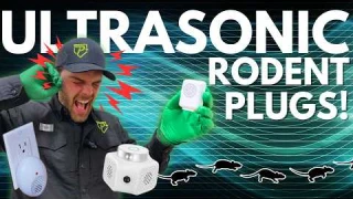 Do Rodent Repellant Plugs Actually Work?