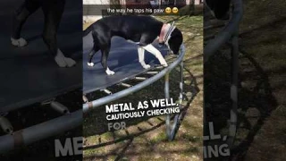 This dog is so smart ❤️🥹 #shorts