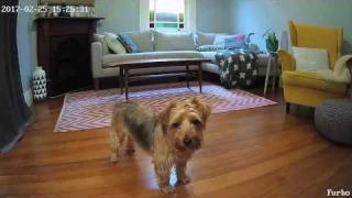 REVIEW: Furbo the amazing treat tossing dog camera!