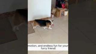 Interactive Rolling Ball: The Best Toy for Active and Happy Pets!