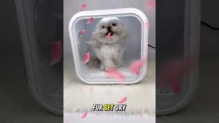🐾 Automatic Pet Dryer Box - Is It Worth The Hype?