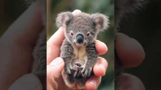 Cute Baby Koala! So Tiny!!!