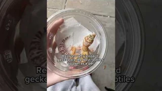 Do leopard geckos make good pets? #pets #reptiles #facts #care #leopardgecko #animals #education #fy