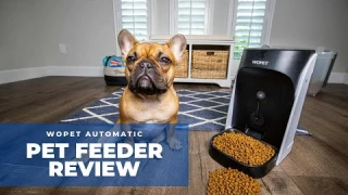 WOpet Automatic Pet Feeder for Cats and Dogs Review