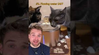 Vet Reveals: The Best Cat Fountain On The Market