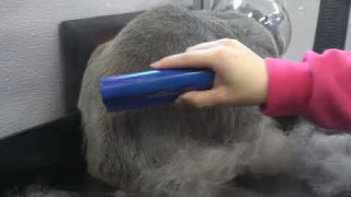 The BEST de-shedding brush | Must have for pet owners!