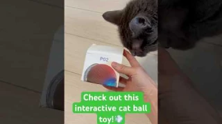 Have you seen how lightning-fast interactive cat ball toys are? ⚡🐾