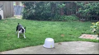 NEW Automatic Ball Launcher for Dogs for Indoor and Outdoor Use Pet Interactive Smart Throwing Mach