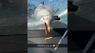 Seagull destroys car to get fry #funny #cars #memes #ai #trending #shorts #seagulls #expensive #fail