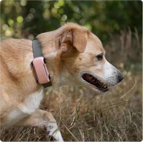 GPS Dog Tracker — Dog GPS Tracker, Tractive