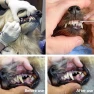Thumbnail Pet Teeth Cleaning Tool