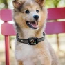 Smart Anti-Bark Collar for Dogs, Colorful summer