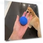 Smart Rolling Ball Toy for Pets — Interactive Animal Companions, Vinde Home