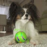 Interactive Dog Toy Ball — Automatic Cat Toy, Pet park