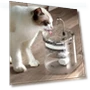 Smart Water Dispenser for Pets — Feeding Supplies, YC Direct