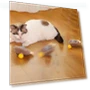 Interactive Cat Toy — Cat Playthings, Family Circle