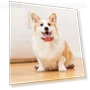 Portable Smart GPS Dog Collar — Trackers, Love DIY
