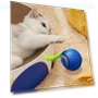 Interactive Cat Toy Ball — Cat Playthings, Pet park
