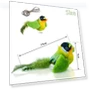 Feather Toy for Cats — Cat Playthings, HQ Pretty