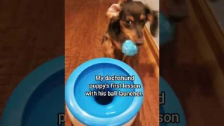 How it all started. 🥰 #dogshorts #ballislife #catch #wow #smart #dachshund #boss #adorable #puppy