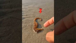 Guardian of the Sea: Rescuing a Stranded Seahorse 🥺