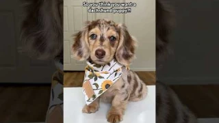 So you think you want a dachshund puppy?! #dachshund #wienerdog #puppy #shorts