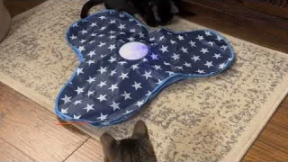 Oxawo Cat Toy Review | Interactive Hide & Seek with Chirping Sounds