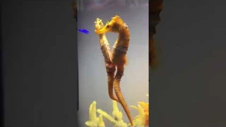 Female seahorse transferring her eggs to the male. #seahorses #beauty #nature #aqualush
