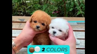 This Robot Puppy is so cute and realistic!