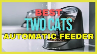 🔥 Best Automatic Cat Feeder for Two Cats in 2025 (UPDATED) ☑️ TOP 5 ☑️