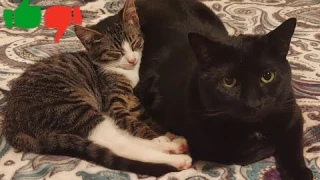 Migipaws cat toy mouse whack-a-mole USB-C rechargeable! Loki the Kitten ATTACKS!