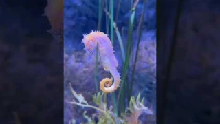😍 Beautiful Sea Horse @ Bangkok Aquarium  | Nature  #Travel #aquarium  #seahorse