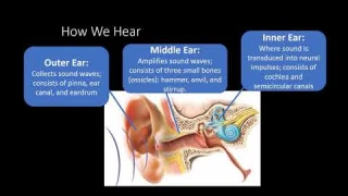 PSY111 CH3PT3: Sensation and Perception: Hearing