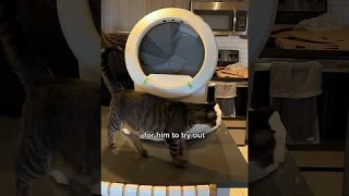 cat reviews the litter robot 4 🤖🐾