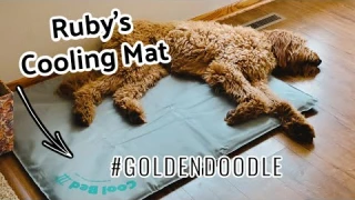 K & H Cool Bed III | Amazon Review