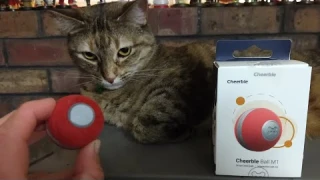 Cheerble Ball first look - Kickstarter cat toy