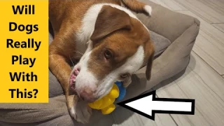 The Best Dog Puzzle Toy to Keep Your Pup Entertained for Hours!