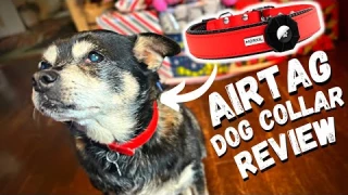 Waterproof Padded Dog Collar with Airtag Holder - Review