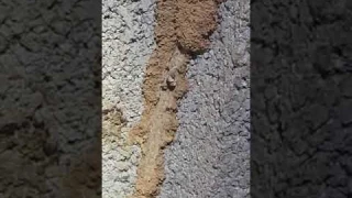 Eliminating a Termite Colony