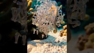 Male Seahorse Giving Birth to Baby Seahorses #scubadiving #underwater #nature #scubakids