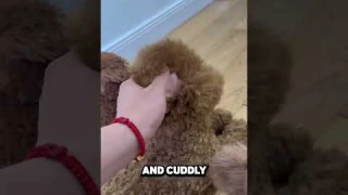 This Man Bought 3 Robotic Dogs! 🤖🐕