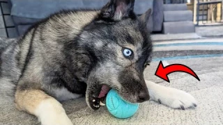 Is This the Ultimate Interactive Dog Toy? Cheerble Wicked Ball