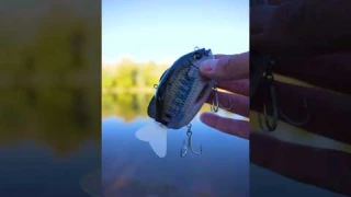 $150 robotic lure!