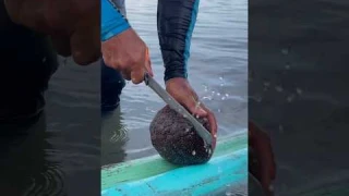 What's Inside This ALIEN Starfish?!