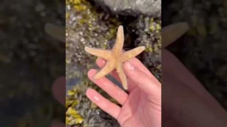 This Starfish Is Broken.. #animals #nature #shorts