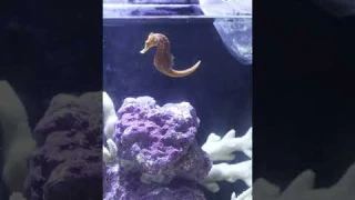 Seahorse Shipment 📦