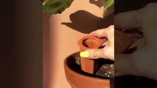 Self-watering spike for automatic watering of plants | Seedor - Plant aesthetic store