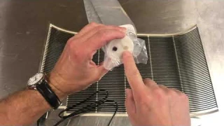 Thermowell and Stopper